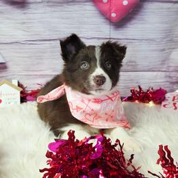 Judy Hopps - White and red female Border Collie puppy in Avilla, Indiana from Borderline Kennels