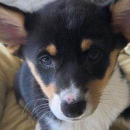 Pembroke Welsh Corgis from Zion's Michigan Acres