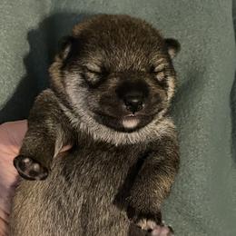Boy 2 - Sesame male Shiba Inu puppy in Milton, Florida from Moonlight Shibas