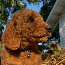 Alder - Apricot male Goldendoodle puppy in Sumner, Washington from Little Acre Doodles