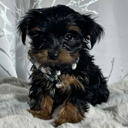 Angel's tradicional Male - Black and gold male Yorkshire Terrier puppy in Denver, Colorado from Melrey's paws