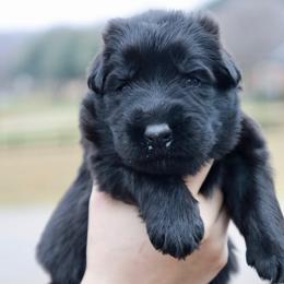 Holley - Black female German Shepherd puppy in Canton, Texas from WILDWOOD GERMAN SHEPHERDS