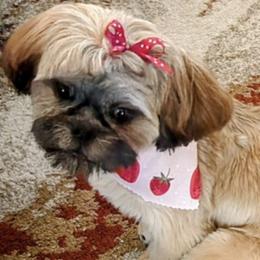 Shih Tzu All Grown Up from Wilson Kennel