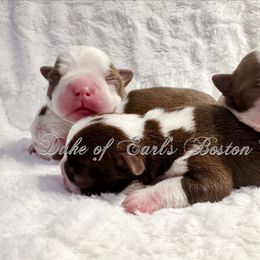 Boy 1 - Red male Boston Terrier puppy in George West, Texas from Duke of Earl’s Boston Terriers