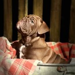Bulldog Puppies from Bullgodz English Bulldogs