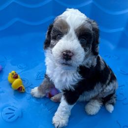Boy 1 (orange sickle) - Blue merle male Aussiedoodle puppy in Paradise, Texas from Diamond Z Poodles & Doodles