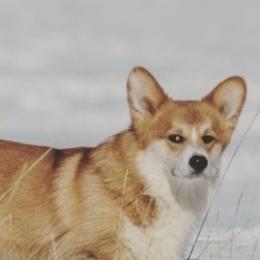 Shorty - Pembroke Welsh Corgi