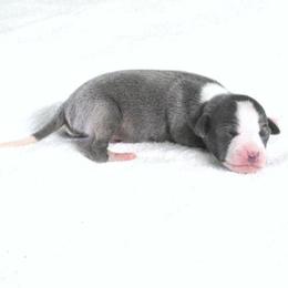 Yasmin Male 2 - Blue male Italian Greyhound puppy in Sparta Tn And Caryville Fl, Tennessee from Summerwind Kennel