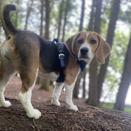 Beagle puppies from Leslie Beagles of Leslie Farm