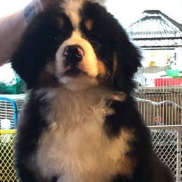 Bernese Mountain Dogs from Lionheart Bernese