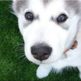 Alaskan Malamute Puppies from Bearcat Alaskan Malamutes