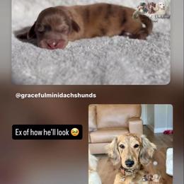 Brindle dapple piebald Boy - Brindle male Dachshund puppy in Merced, California from The Graceful Dachshund Kennel
