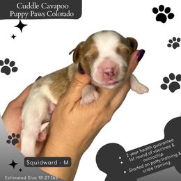 Squidward - Blenheim male Cavapoo puppy in Fort Lupton, Colorado from Puppy Paws Colorado