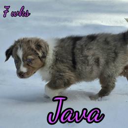 Java - Red merle female Australian Shepherd puppy in Albion, Michigan from Northern Lights Aussies (NL Aussies)