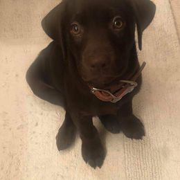 Dilute Retriever and Labrador Retriever Puppies from CKB Labradors