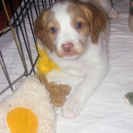 Brittany Puppies from Buster Pointe Brittanys