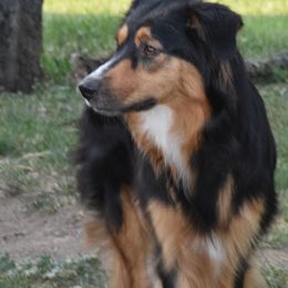 Koda - Australian Shepherd