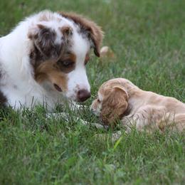 Chihuahuas and Cocker Spaniels from Keto Kennels