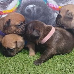 French Bulldogs from Jesssica Reed
