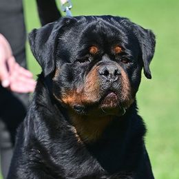 Money - Rottweiler