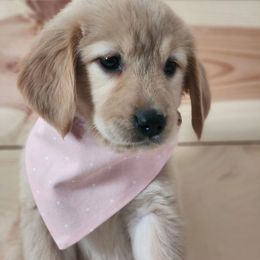Golden Retriever Puppies from Country Girl Golden Retrievers