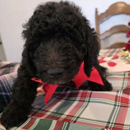 Pumpkin - Black male Poodle puppy in Calvert City, Kentucky from Pawpaws Doodles