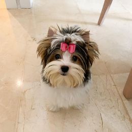 Biewer Terrier and Yorkshire Terrier Puppies from Niczarbiewers