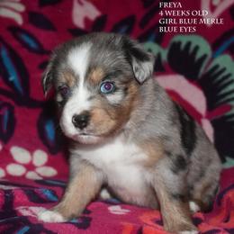 Freya - Blue merle female Miniature Australian Shepherd puppy in Patterson, North Carolina from DreamLine Aussies