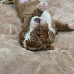 Boy 5 - Red male Cavapoo puppy in Knoxville, Tennessee from Shannan's Cavapoos