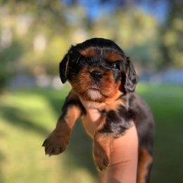 Cavalier King Charles Spaniel Puppies from Castle Rock Cavaliers