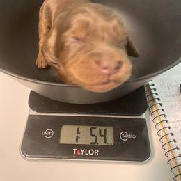 Australian Labradoodle and Double Doodle Puppies from Little Kingdom Doodles