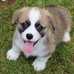 Pembroke Welsh Corgi Puppies from Mountain Maryland Corgis