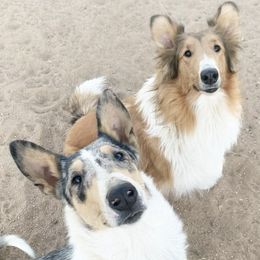 Collies and Companion Crosses from Oasis Companion Canines