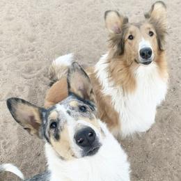 Collies and Companion Crosses from Oasis Companion Canines