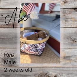 Boy 2 - Red  male Goldendoodle puppy in Zeeland, Michigan from Dandelion Lane Doodles