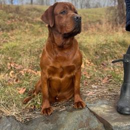 Labrador Retriever puppies from Sunbrooke Acres