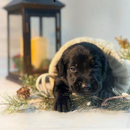 Dustin - Black male Labrador Retriever puppy in Isle, Minnesota from Dog Ear Outfitters