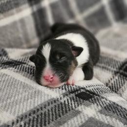 Boy 6 - Black tri-color male Australian Shepherd puppy in Tehachapi, California from Astralvale Aussies