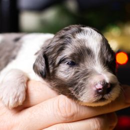 Steel - Blue merle male Bernedoodle puppy in Tyner, Kentucky from Good Dog Doodles
