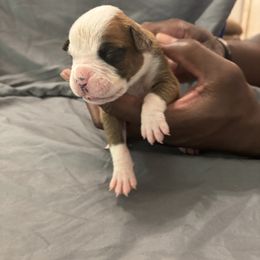 Girl 6 - Fawn female Boxer puppy in Denison, Texas from Keisha's Boxers