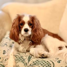 JOJO - Cavapoo