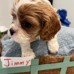 Jimmy - Blenheim male Cavalier King Charles Spaniel puppy in St. George, Maine from Cloud Nine Cavaliers