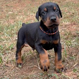 Knox - Black and rust male Doberman Pinscher puppy in Toney, Alabama from Bhon Mhuir Dobermanns