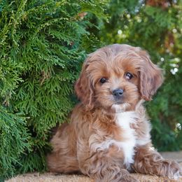 Flora - Red and white female Cockapoo puppy in Shipshewana, Indiana from Home Raised Cockapoos