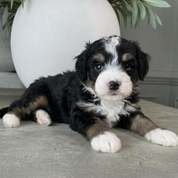 Bandit - Tri-color male Bernedoodle puppy in Alpharetta, Georgia from Doodles of Buckhead