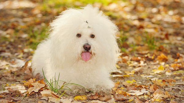 Find Bolognese puppies for sale