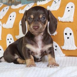 Coco - Chocolate and tan female Dachshund puppy in Laurel, Mississippi from Kissinger Dachshunds