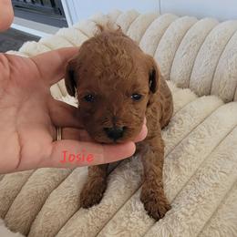 Josie - Red  female Poodle puppy in Montrose, Pennsylvania from Tales Of Joy