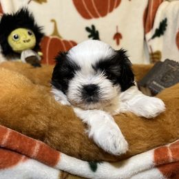 Shih Tzu Puppies from Lavender Lane Tzus