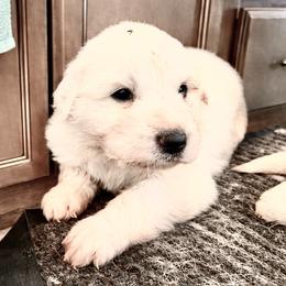 AKC Girl 1 - White female Great Pyrenees puppy in Elfrida, Arizona from Outlaw Acres Farm & Kennels
